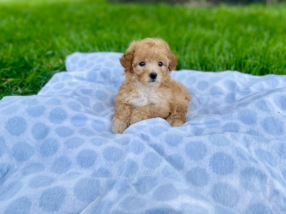 Best Poochon Baby