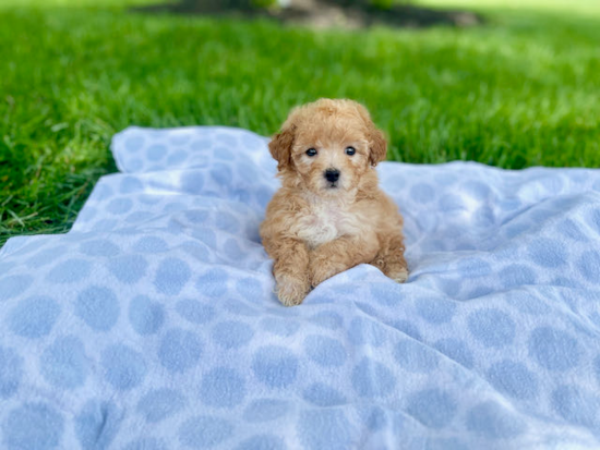 Poochon Pup Being Cute