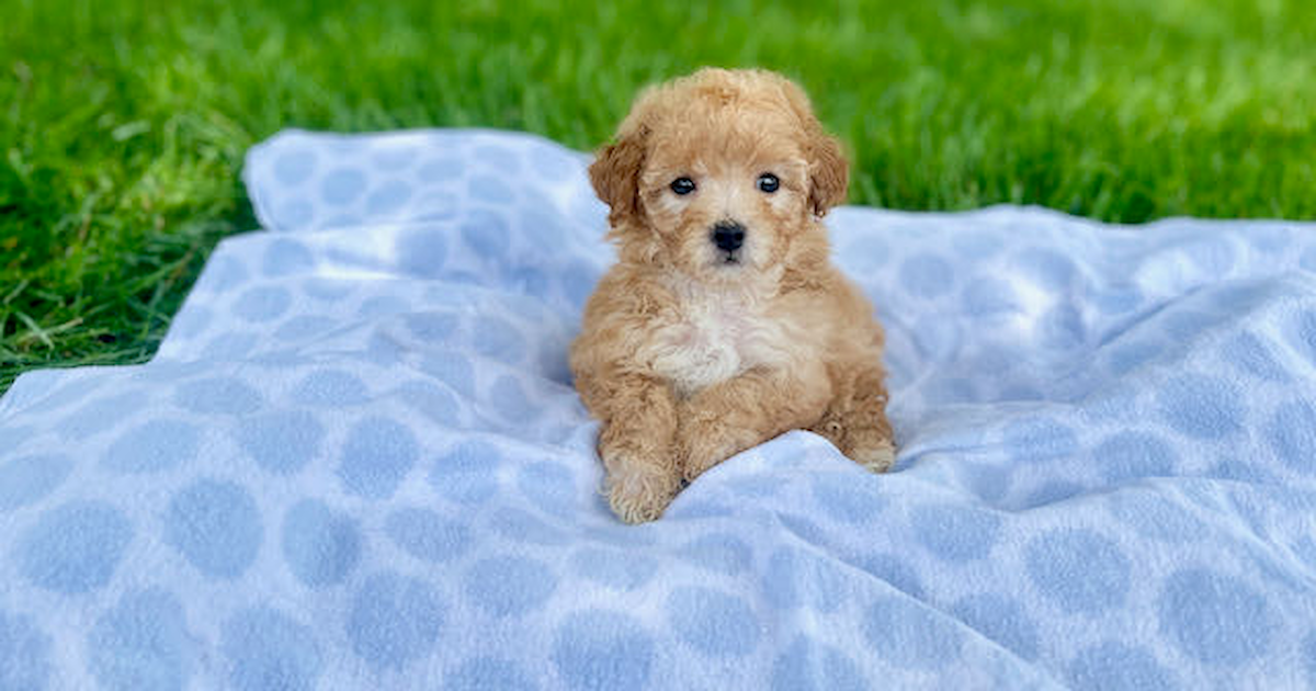 poochon-cinci-4594737207629759