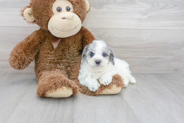 Poochon Pup Being Cute