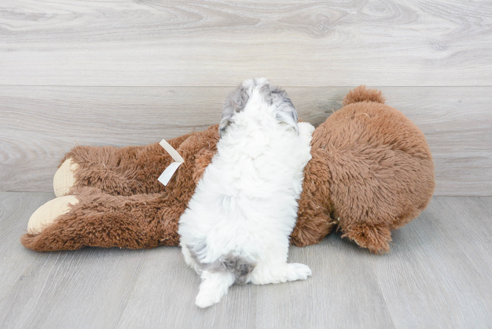 Funny Poochon Poodle Mix Pup