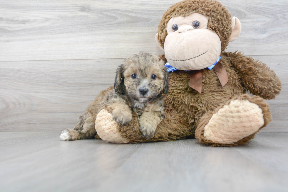 Happy Poochon Baby