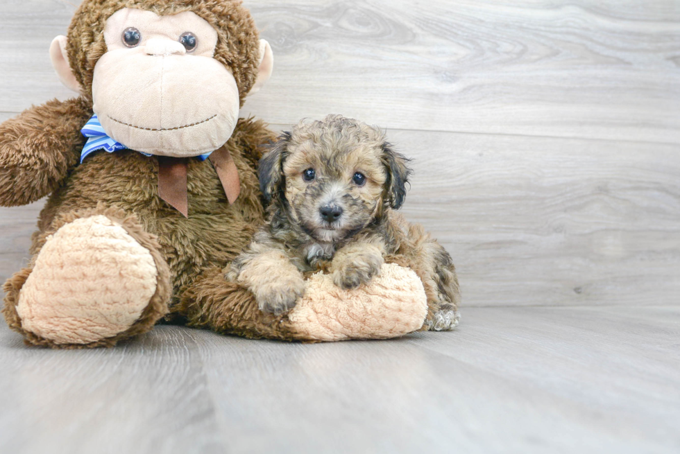 Best Poochon Baby