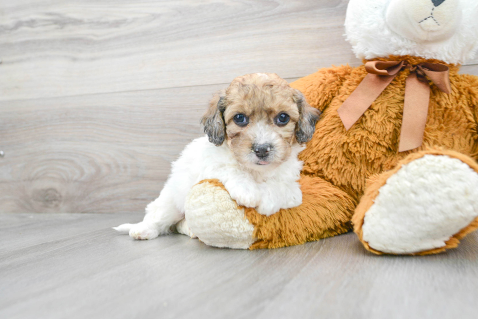 Poochon Puppy for Adoption