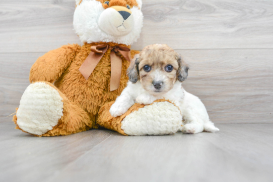 Petite Poochon Poodle Mix Pup