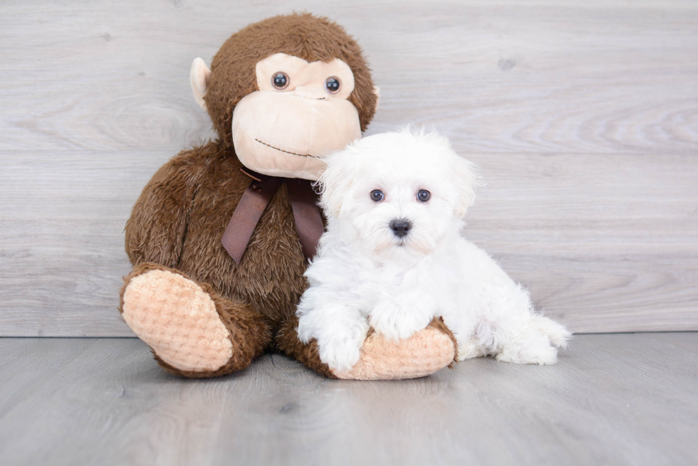 Smart Poochon Poodle Mix Pup