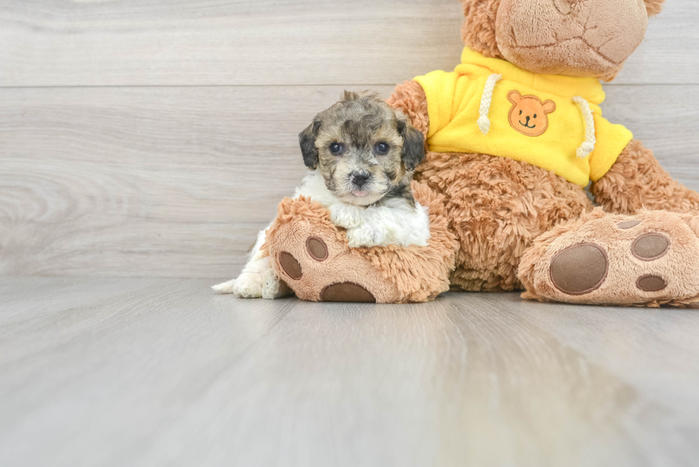 Poochon Puppy for Adoption