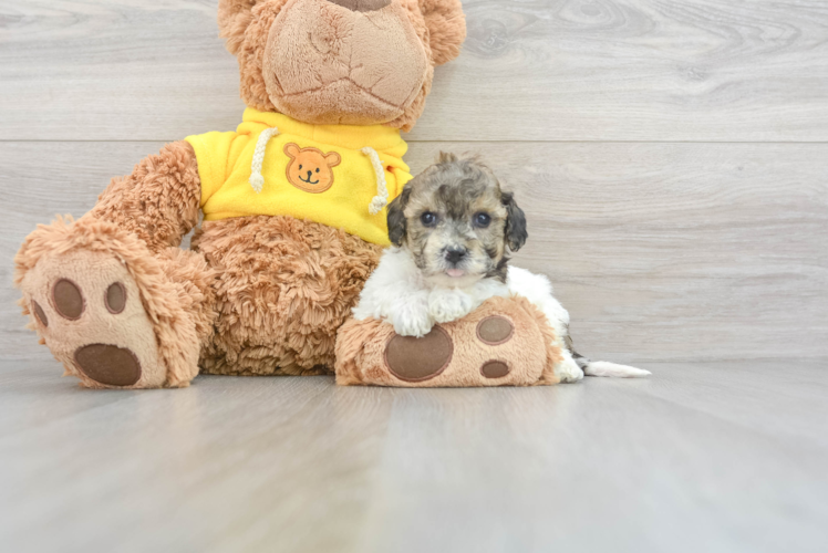 Petite Poochon Poodle Mix Pup