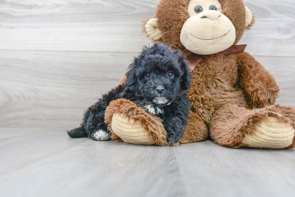 Playful Bichpoo Poodle Mix Puppy