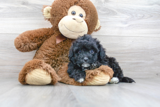 Funny Poochon Poodle Mix Pup