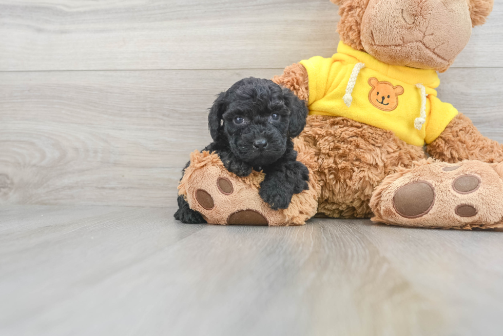 Poochon Pup Being Cute