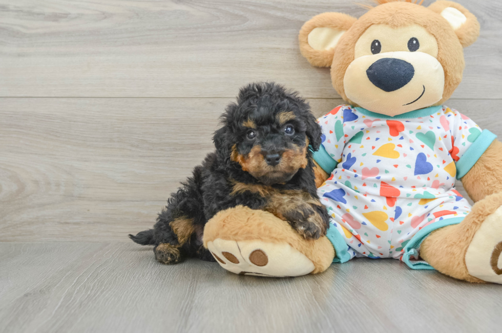 6 week old Poochon Puppy For Sale - Premier Pups