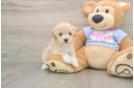 Poochon Puppy for Adoption