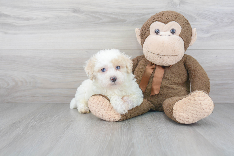 Hypoallergenic Bichpoo Poodle Mix Puppy