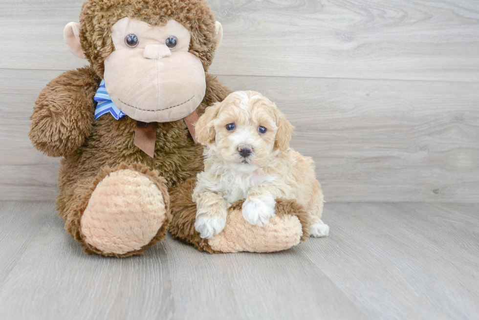 Poochon Pup Being Cute