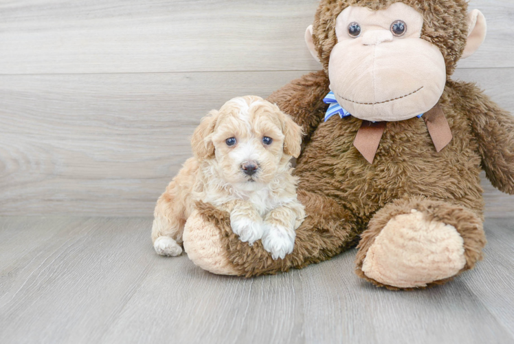 Friendly Poochon Baby