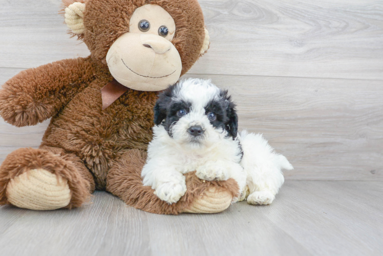 Poochon Puppy for Adoption