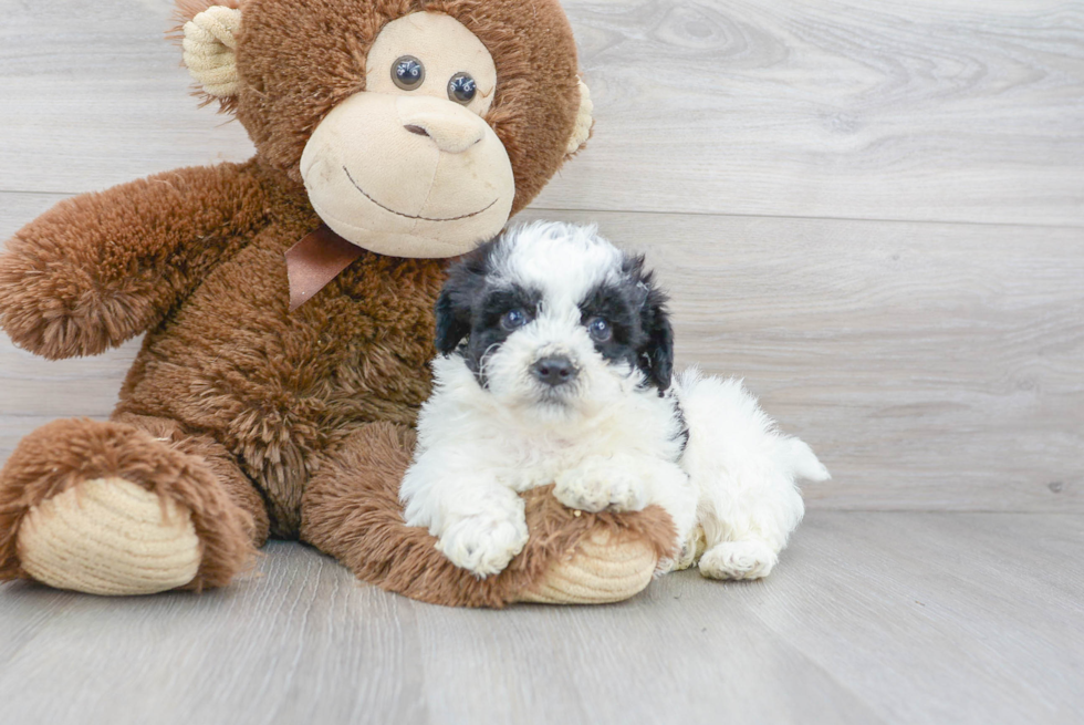 Poochon Puppy for Adoption