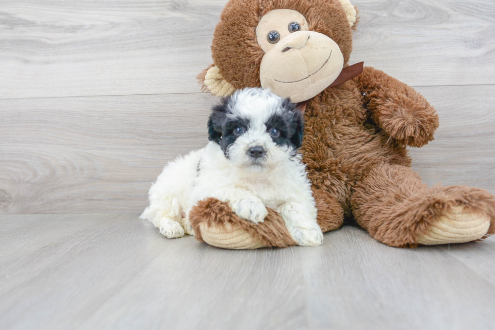 Poochon Pup Being Cute