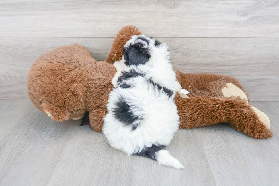 Best Poochon Baby