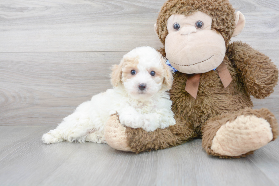 Poochon Pup Being Cute