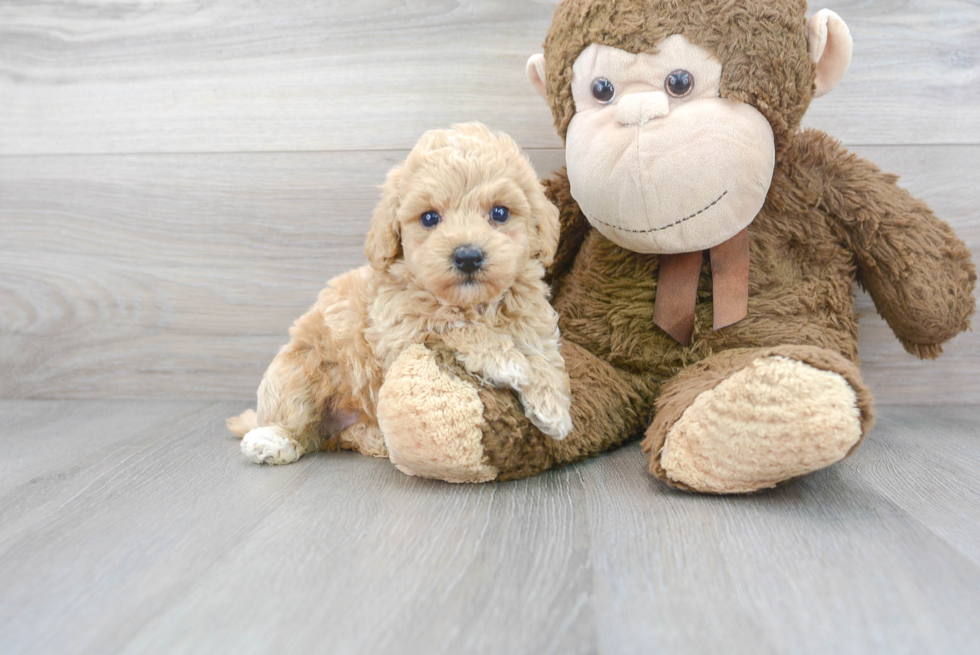 Little Bichpoo Poodle Mix Puppy