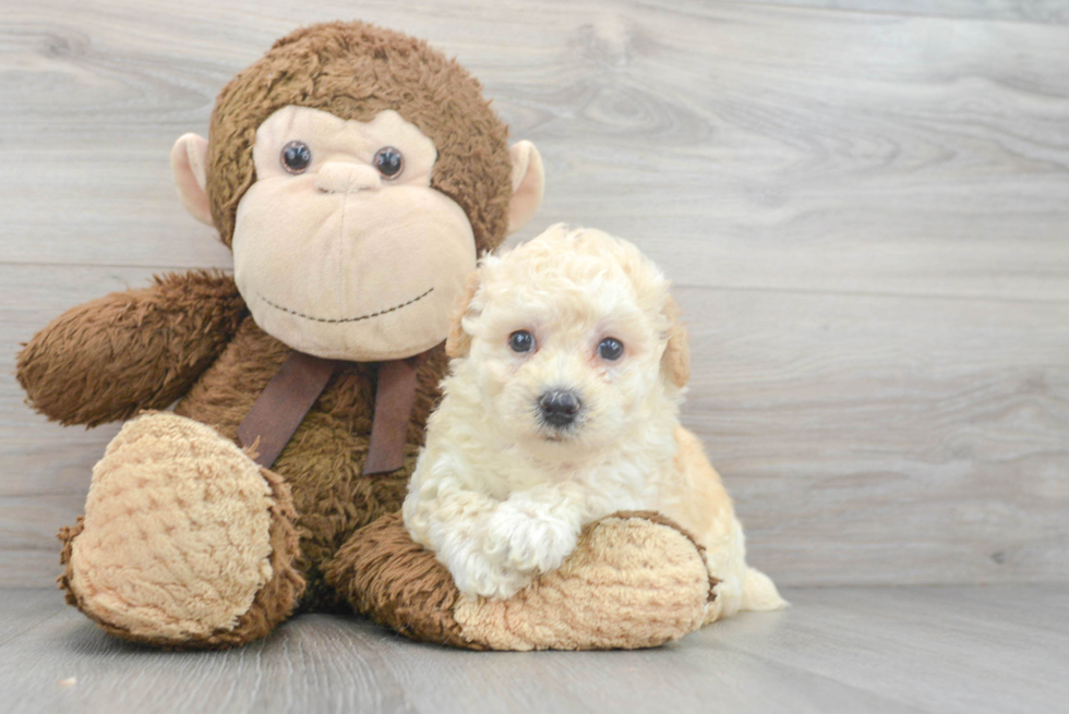 Best Poochon Baby