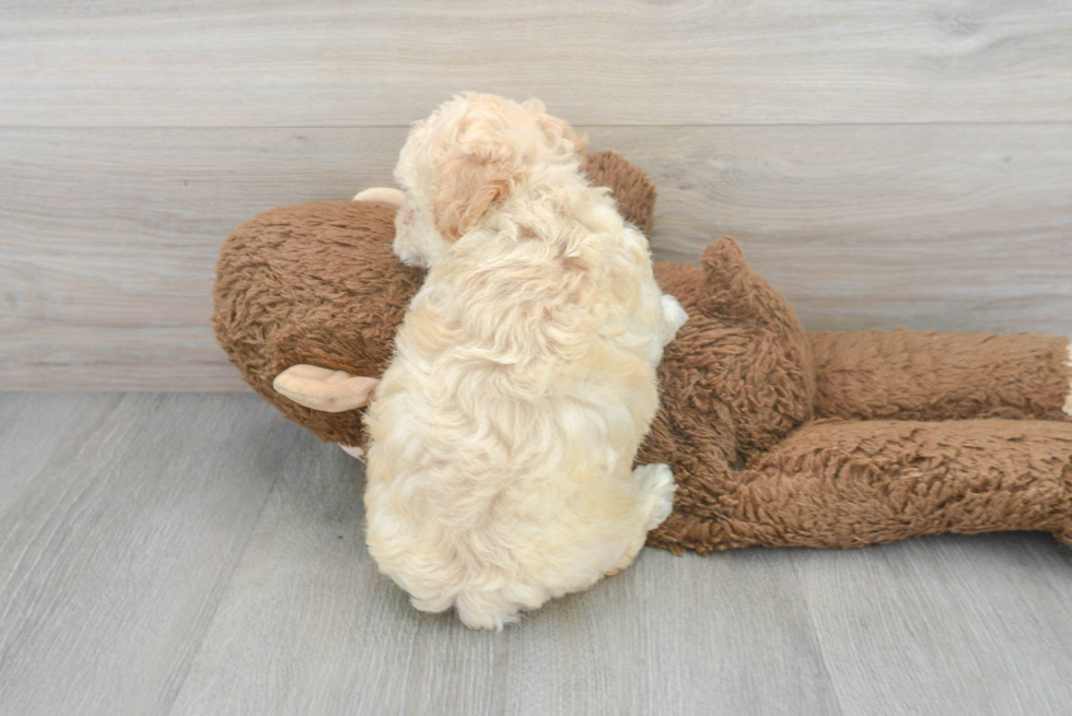 Poochon Puppy for Adoption