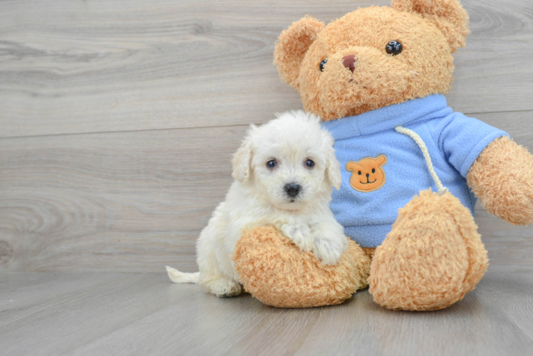 Smart Poochon Poodle Mix Pup