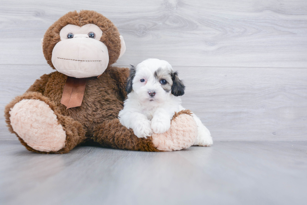 Playful Bichpoo Poodle Mix Puppy