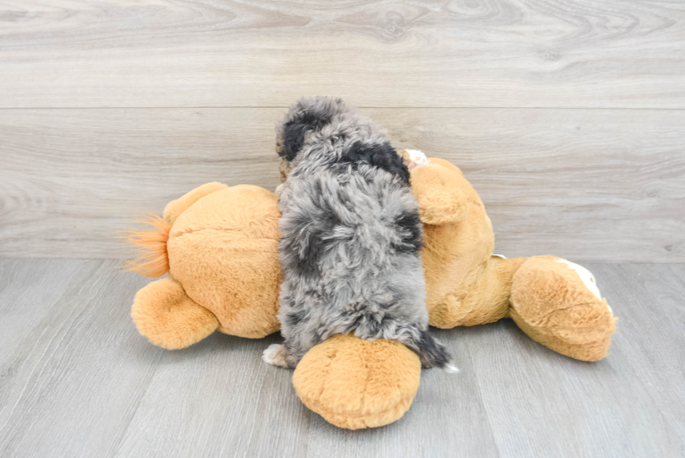 Adorable Bichpoo Poodle Mix Puppy