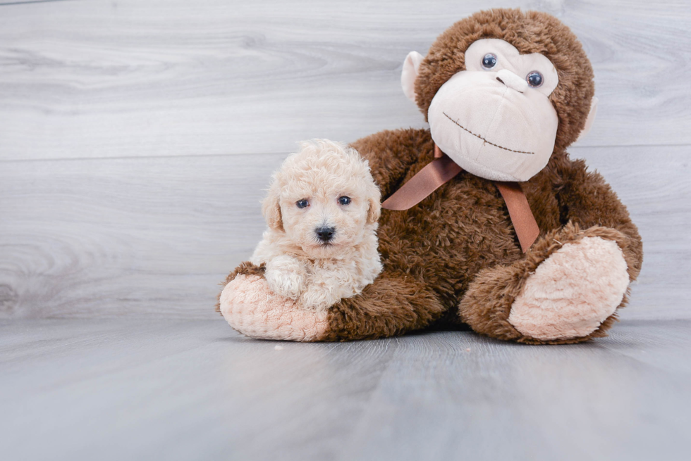 Fluffy Poochon Poodle Mix Pup