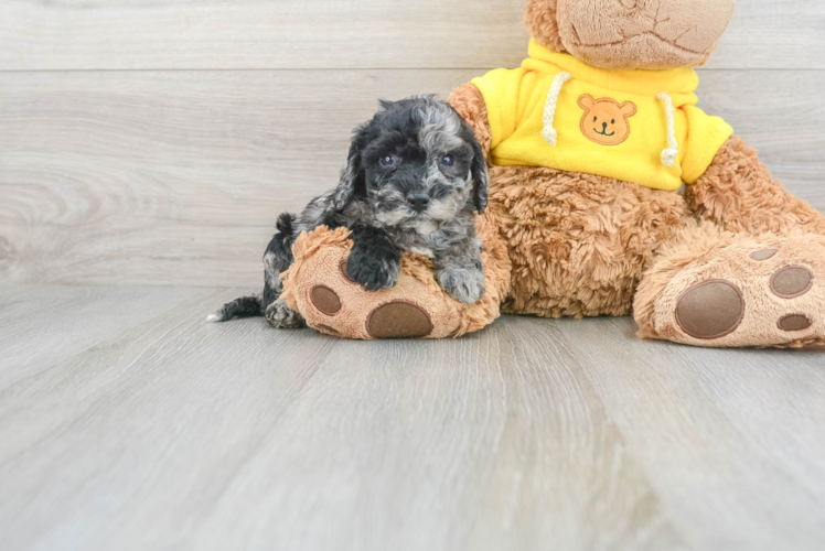 Popular Poochon Poodle Mix Pup