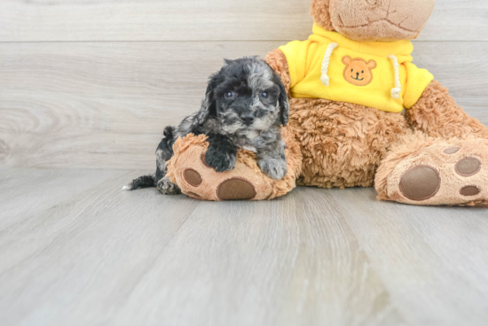 Popular Poochon Poodle Mix Pup