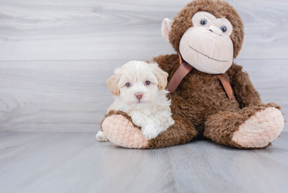 Playful Bichpoo Poodle Mix Puppy