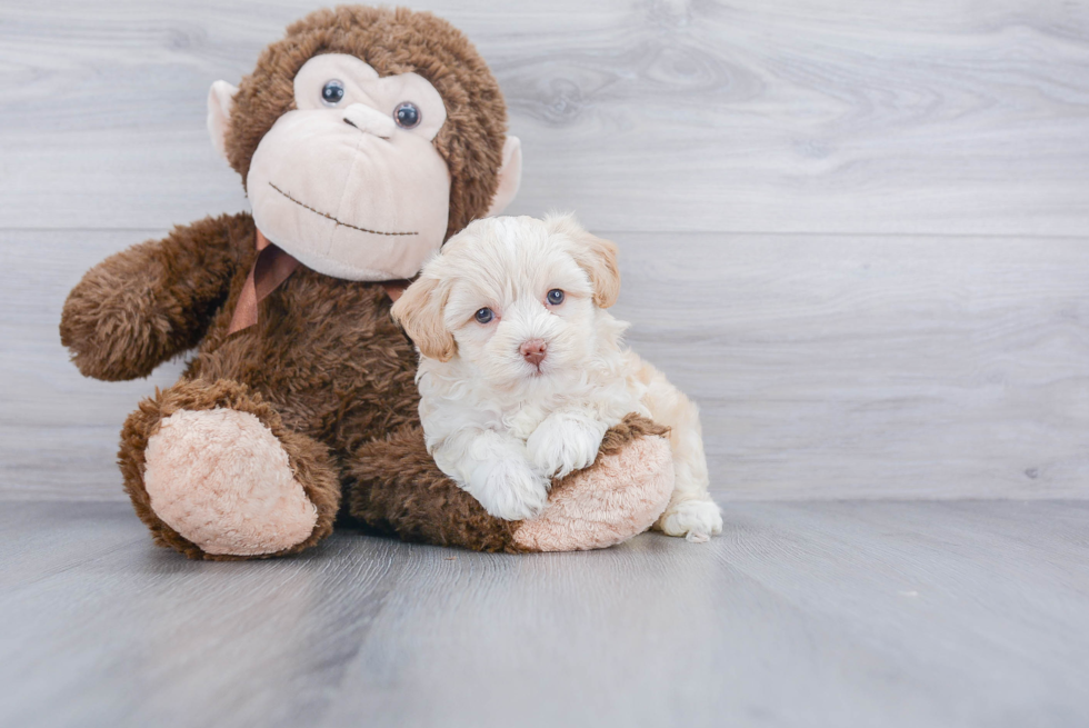 Little Bichpoo Poodle Mix Puppy