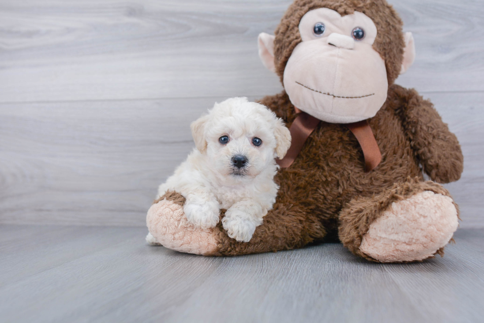 Popular Poochon Poodle Mix Pup