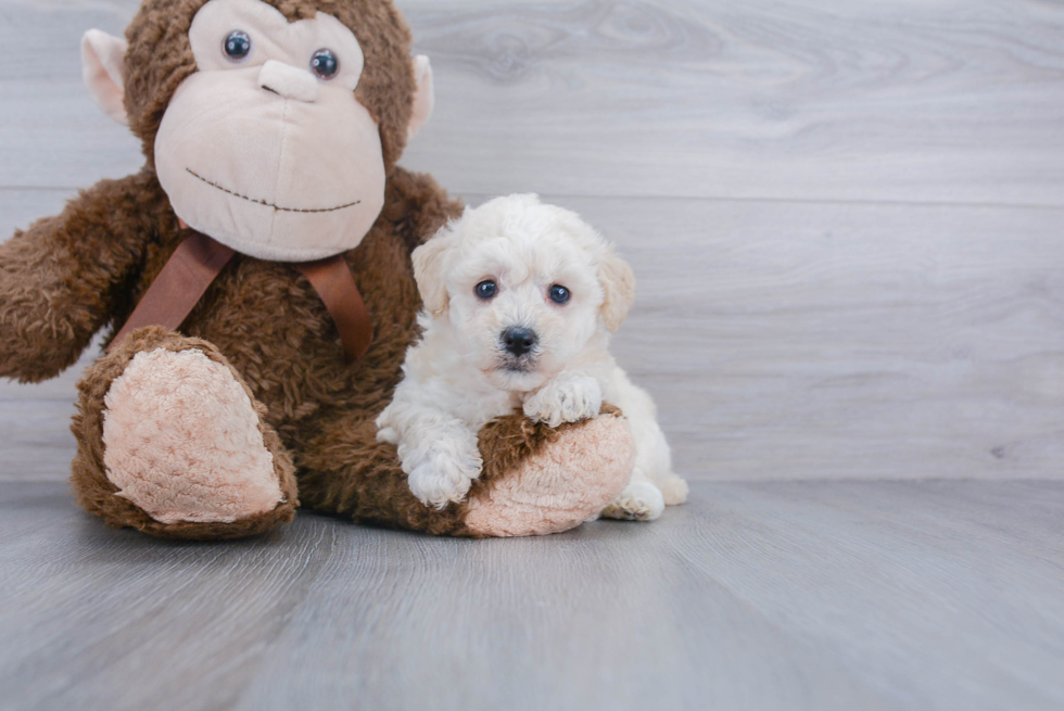 Smart Poochon Poodle Mix Pup