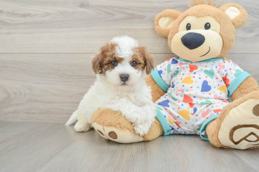 5 week old Poochon Puppy For Sale - Premier Pups