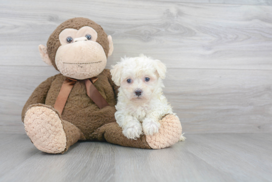 Poochon Pup Being Cute