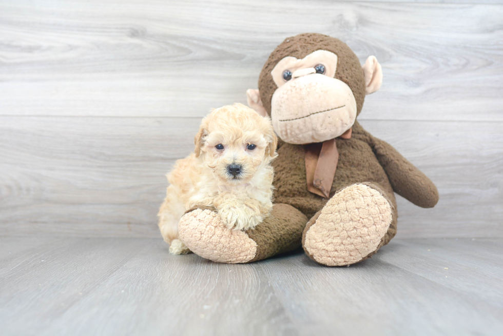 Adorable Bichpoo Poodle Mix Puppy