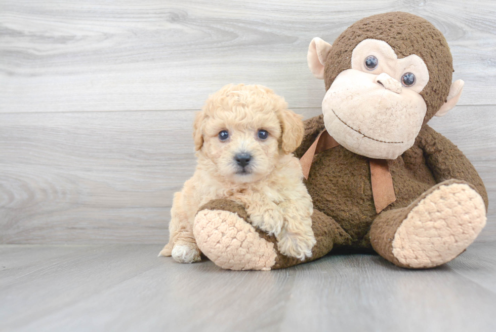 Poochon Pup Being Cute