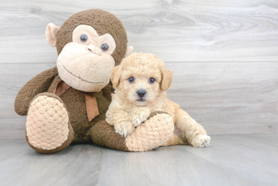 Petite Poochon Poodle Mix Pup