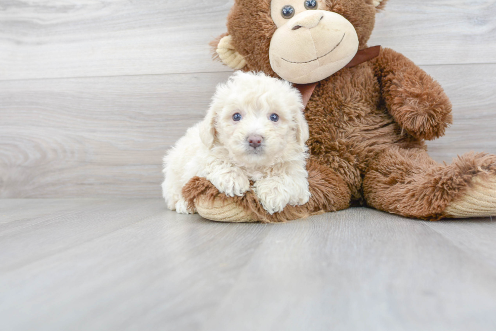 Adorable Bichpoo Poodle Mix Puppy