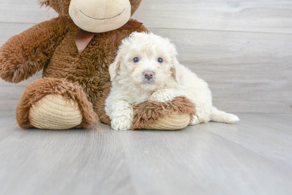 Hypoallergenic Bichpoo Poodle Mix Puppy