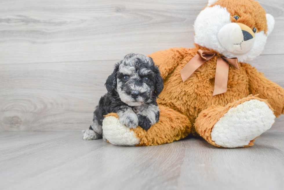 Poochon Puppy for Adoption