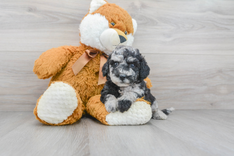 Poochon Pup Being Cute