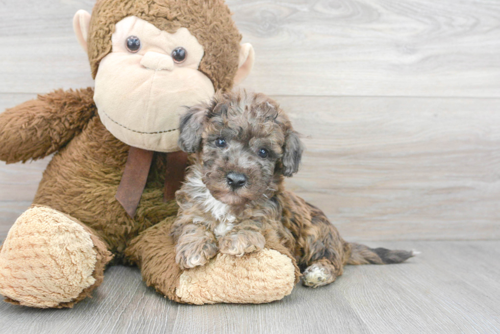 Fluffy Poochon Poodle Mix Pup