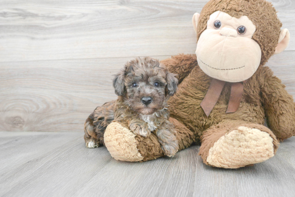 Smart Poochon Poodle Mix Pup