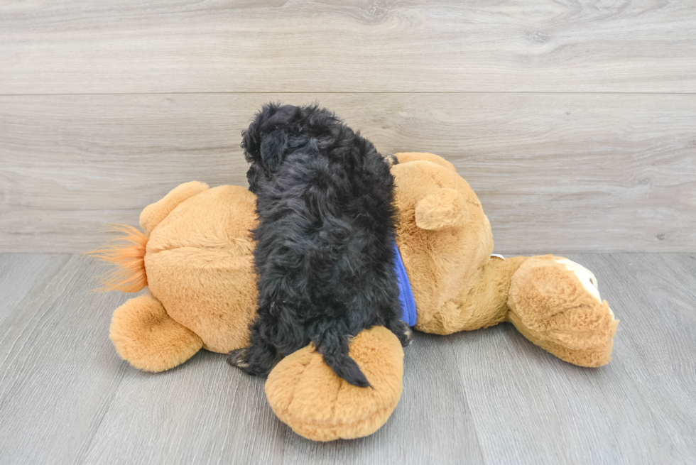 Friendly Poochon Baby